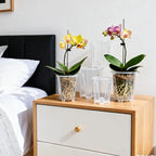 Clear Root Control Orchid Pot