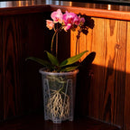 Clear Root Control Orchid Pot