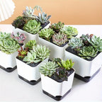 Self-Watering Plant Pots (5PCS)