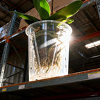 Clear Root Control Orchid Pot